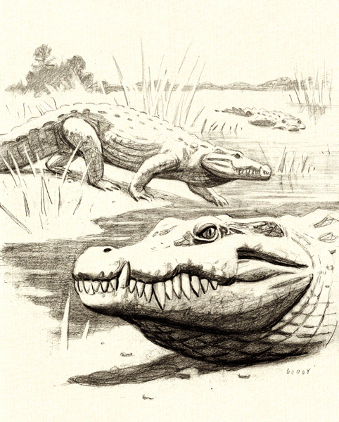 ENCARGOS Ilustración para la tesis doctoral del paleontólogo Iván Narváez Padilla